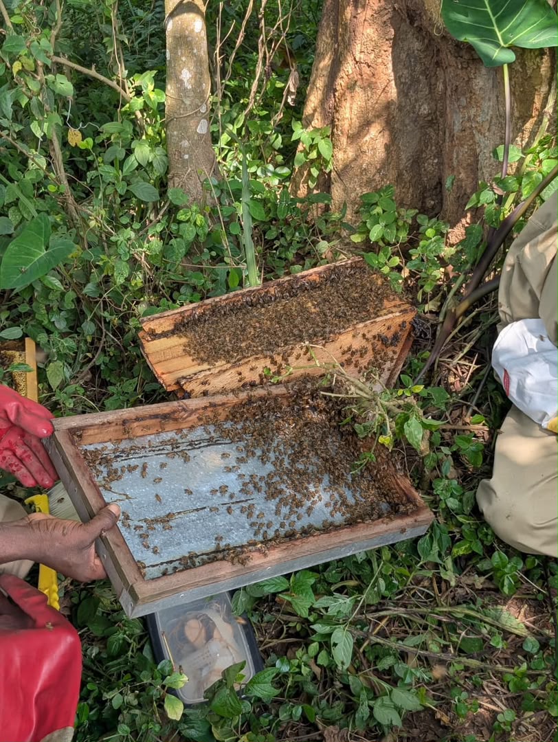Beekeeping and honey production